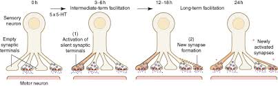 Synaptic triads or serial synapses may result from these primitives. Synapto Phluorin An Overview Sciencedirect Topics