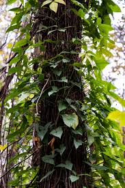 Image result for Syngonium podophyllum