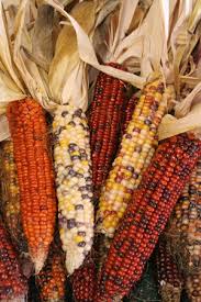 Maybe you would like to learn more about one of these? Indian Corn Wisconsin Horticulture