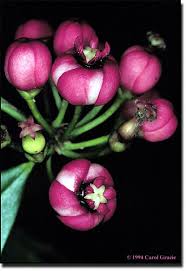 Image result for Symphonia globulifera