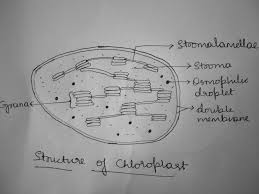 Organelle found in plant cells and some protists where photosynthesis takes place. Photosynthesis Takes Place In Cells Found In The Leaves Of Plants In Which Plant Cell Organelle Does Photosynthesis Take Place