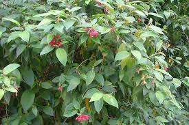 Image result for Cestrum