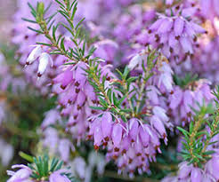 Perfect to use as a ring dish, soap dish or to keep your little mementos. Chempak Fertiliser Guide Thompson Morgan