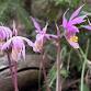 Native Orchids of Rocky Mountain National Park event image