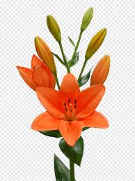 Check spelling or type a new query. Lilium Candidum Png Images Pngwing