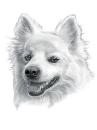 Pomeranian Black American Eskimo Dog American Eskimo Dog Dog Drawing American Eskimo Dog American Eskimo