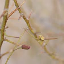 Image result for Parkinsonia africana