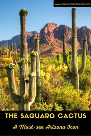 You can plant them together, as they do not demand extra individual care. The Saguaro Cactus A Must See Arizona Icon Wander With Wonder