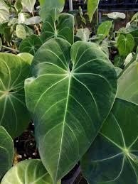 Anthurium Angamarcanum Type Anthurium Singapore Garden Indoor Plants