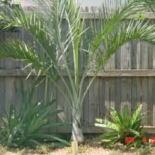 Image result for Ptychosperma elegans