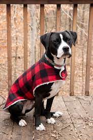 However, the borzoi's coat pattern almost certainly has a different genetic basis to the others. How To Sew A Cozy Custom Dog Coat In Less Than An Hour Wholefully