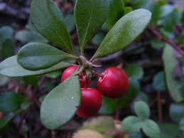 Maybe you would like to learn more about one of these? Uva Ursi Seeds World Seed Supply