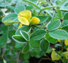 Image result for Argyrolobium tomentosum