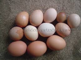 Newcastle disease — noun etymology: Newcastle Disease Velogenic Newcastle Disease Vvnd Symptoms In Chickens Poultry Diseases Poultry Diseases Poultry Disease