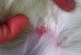 7 Common Bug Bites On Dogs And Cats Ant Bites Bug Bites Insect Bites And Stings