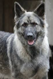 Jyoti Altdeutsche Schaferhunde Berger Allemand Poil Long En 2020 Berger Allemand Berger Allemand Poil Long Toutous