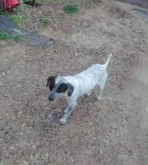 Adira is an absolute doll. Sunshine Rescue Posts Facebook