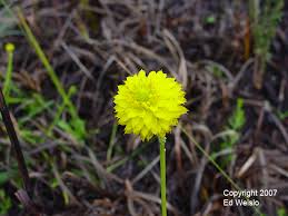 Maybe you would like to learn more about one of these? Yellow Florida Wildflowers Page 1 Of 3