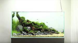 60cm Nature Planted Aquarium Hewan