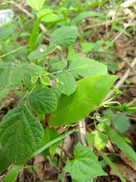 Image result for Pseudarthria