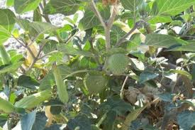 Image result for Datura inoxia