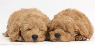 Goldendoodle puppies for sale can come in a variety of different looks as well as sizes. Dogs Cute Sleeping F1b Goldendoodle Puppies Photo Wp38331