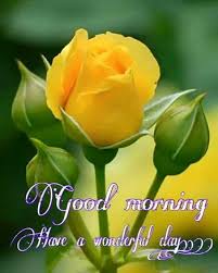 Good morning have a nice day flowers. Good Morning With Yellow Colored Rose Flower Steemit