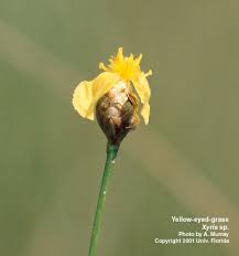 Image result for Xyris parvula