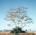 Image result for Acacia pilispina