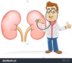 Doctor Check Kidney Using A Stethoscope Stock Vector Illustration Kidney Failure Treatment Dialysis Take Care Of Your Body