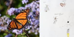 Nature Sketching: Insects and Spiders