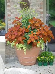 This is a big plant, so give it plenty of space to strut its stuff. 32 Best Coleus In Pots Ideas Container Gardening Container Plants Plants
