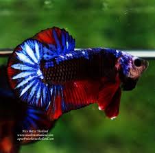 Articles For Betta Betta Fish Betta Breeding Betta Fish