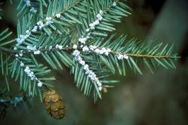 Disease vectors and pests integrated pest management (ipm) techniques are necessary to reduce the number of pests that threaten human health and property. Commonly Encountered Invertebrate Lawn And Garden Pests Ecological Landscape Alliance