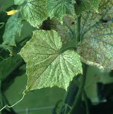 Image result for spider mites on cucumbers