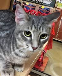 Give my regards to albert schweitzer 76. Joining Locket At Morganton Petsmart The Cats Cradle Of Nc Facebook