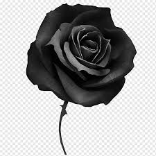 Maybe you would like to learn more about one of these? Mawar Hitam Menutupi Tato Desktop Mawar Tinta Putih Monokrom Png Pngwing