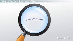 Image result for Spirochete
