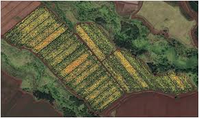 Check spelling or type a new query. Frontiers Large Scale Counting And Localization Of Pineapple Inflorescence Through Deep Density Estimation Plant Science