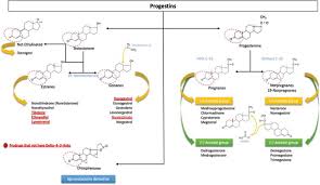 Image result for Pregnane Progestin