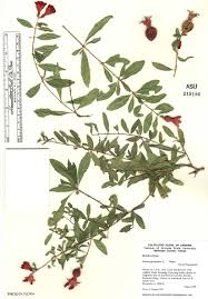 Image result for Punicaceae