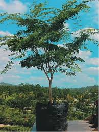 Image result for Caesalpinia ferrea