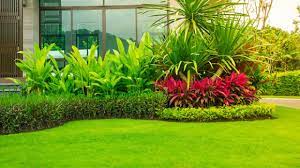 Ada banyak banget pilihan buat kamu. Mengenal 8 Jenis Rumput Taman Rumah Rumahlia Com