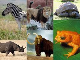 10 Extinct Animals That We All Wanted To Be In The World