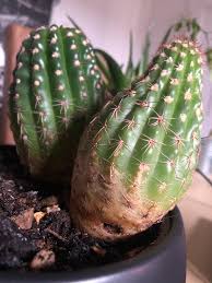 Common offenders are mites, scale, mealy bugs, and gnats. Please Help Save My Cactus It Seems To Have A Small Hole And Moist Soil From Over Watering I Have Ordered Some Fresh Soil Should It Let It Dry Out What Should