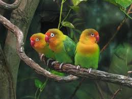 Three Musketeers On A Branch Central Park Photos Birds Beautiful Birds Animals Beautiful