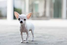 White Chihuahua An Angel Among All Chihuahuas