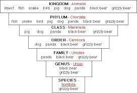 Kingdom Classification Chart Animal Kingdom