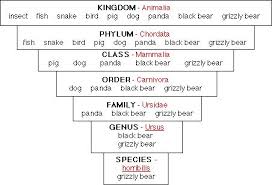 kingdom classification chart animal kingdom