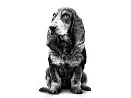 Image result for malý modrý gaskoňský honič